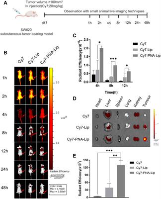 PNA-Modified Liposomes Improve the Delivery Efficacy of CAPIRI for the Synergistic Treatment of Colorectal Cancer